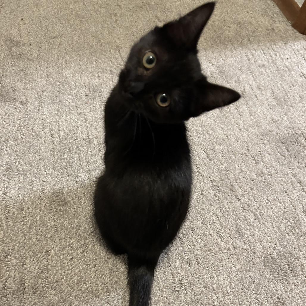 Enlarge Raven, a Adoptable Domestic Short Hair in Spokane, WA image 2/3