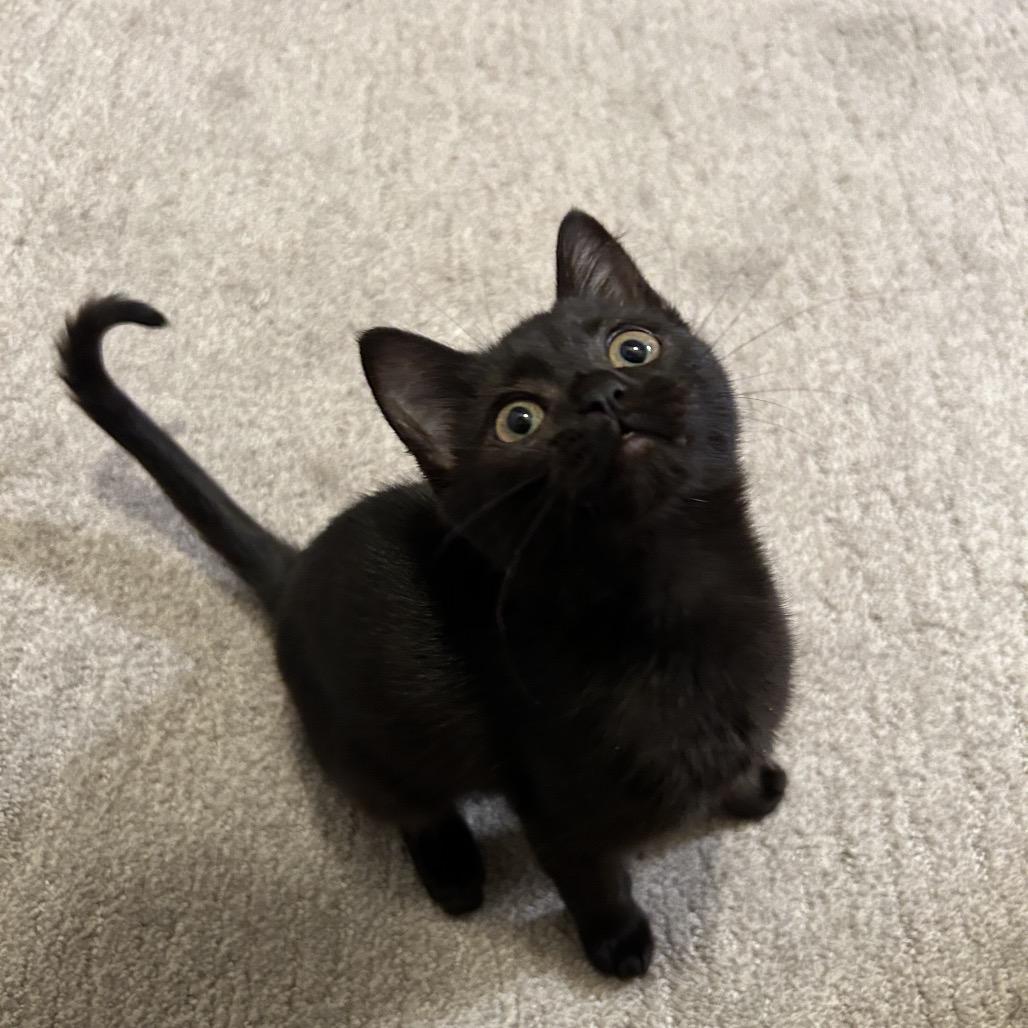 Enlarge Raven, a Adoptable Domestic Short Hair in Spokane, WA image 3/3