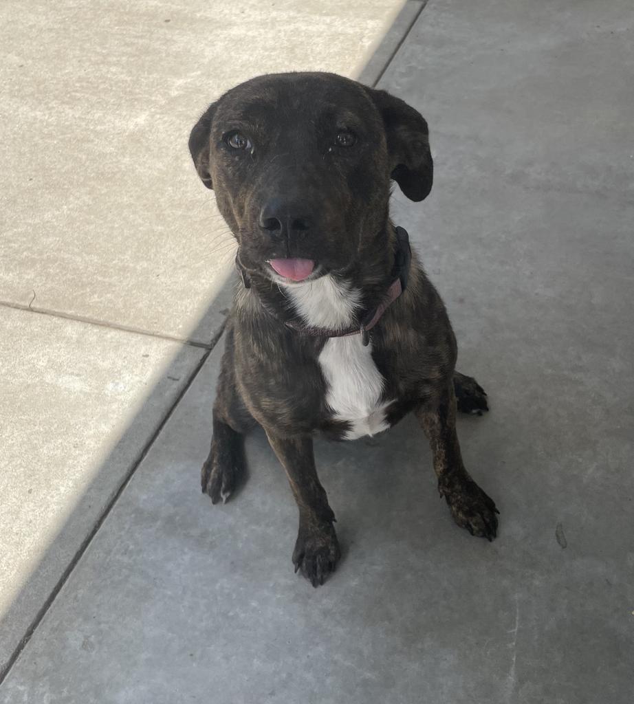 Whiskey, Adoptable, Adult Female Terrier & Shepherd.