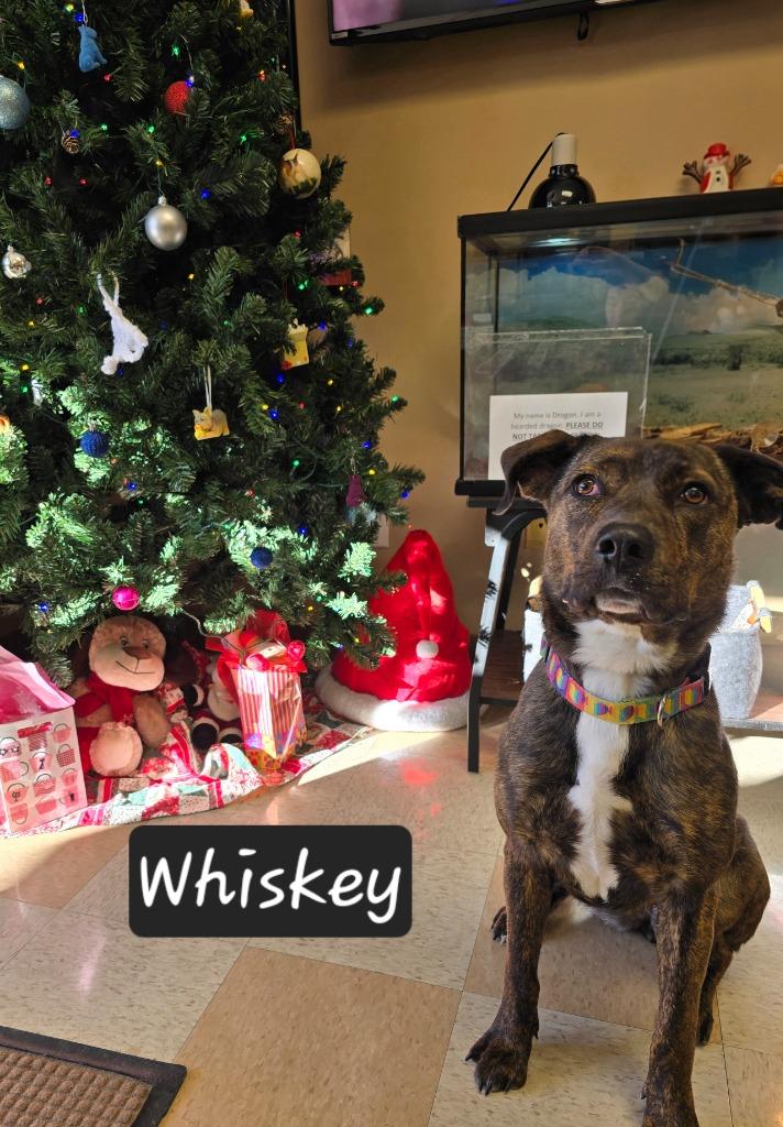 Enlarge Whiskey, a Adoptable mixed breed in Maumelle, AR image 2/6