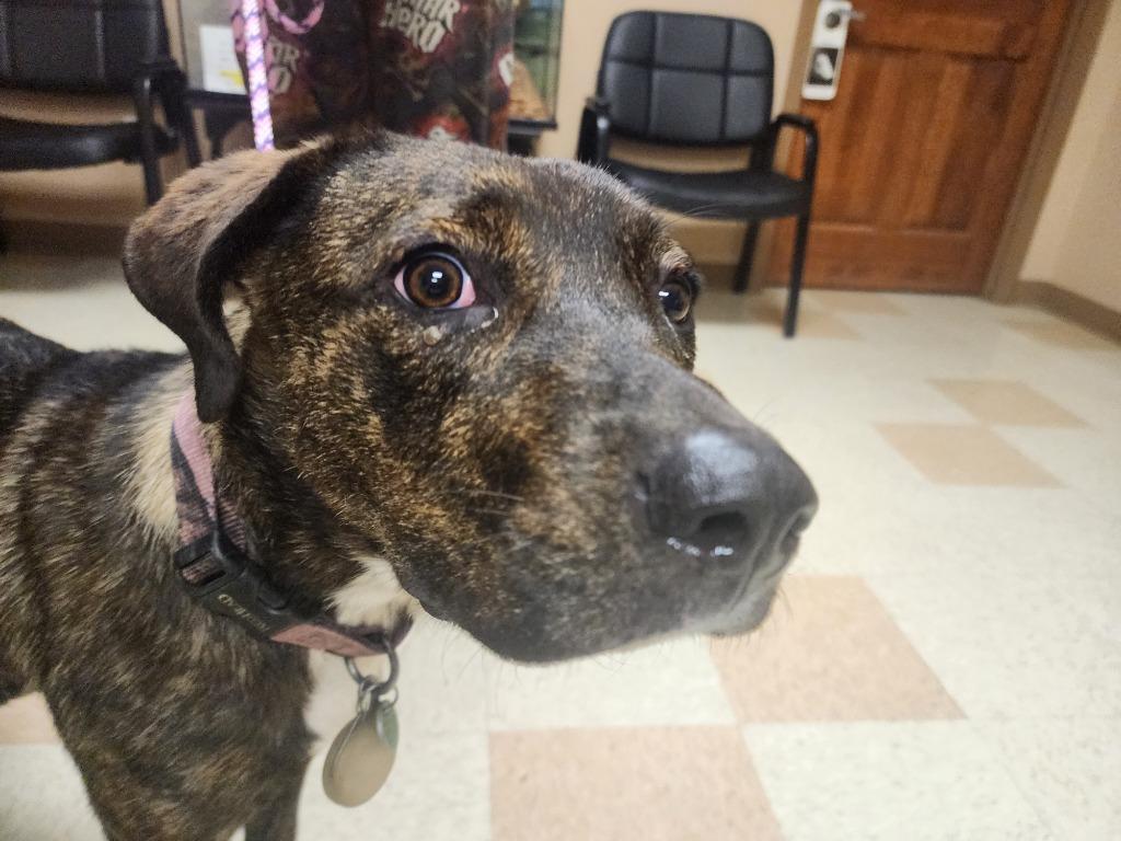 Enlarge Whiskey, a Adoptable mixed breed in Maumelle, AR image 3/6