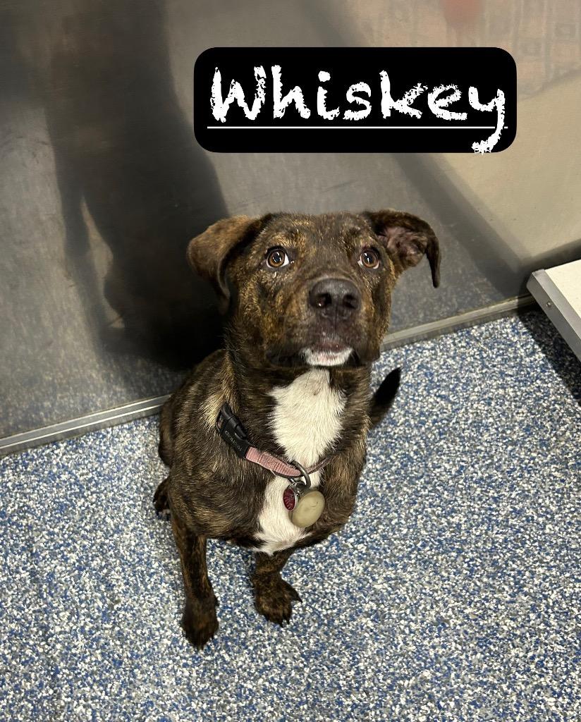 Enlarge Whiskey, a Adoptable mixed breed in Maumelle, AR image 4/6