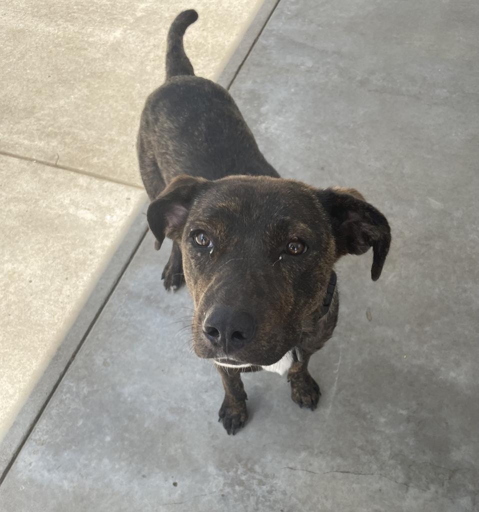 Enlarge Whiskey, a Adoptable mixed breed in Maumelle, AR image 5/6