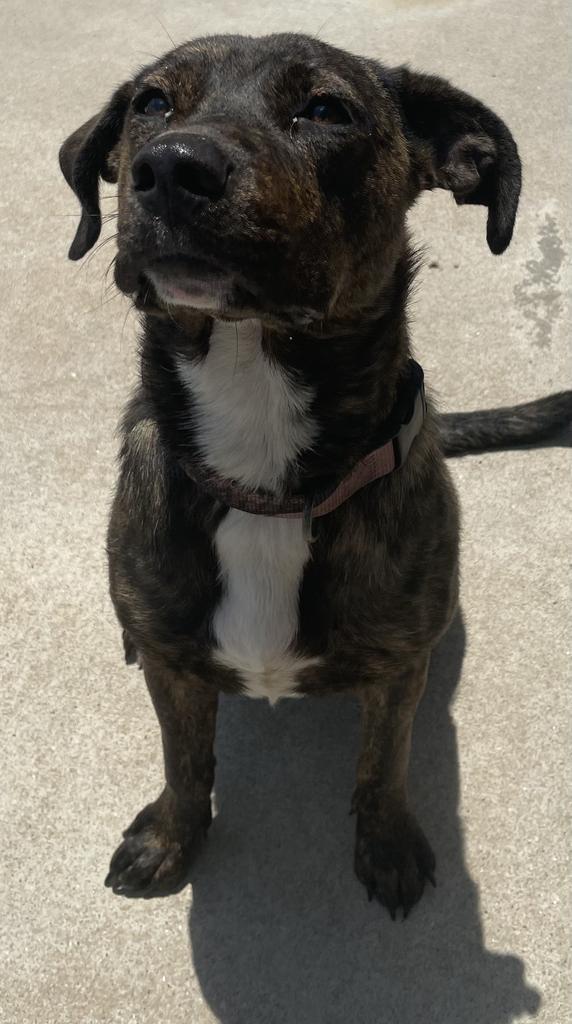 Enlarge Whiskey, a Adoptable mixed breed in Maumelle, AR image 6/6