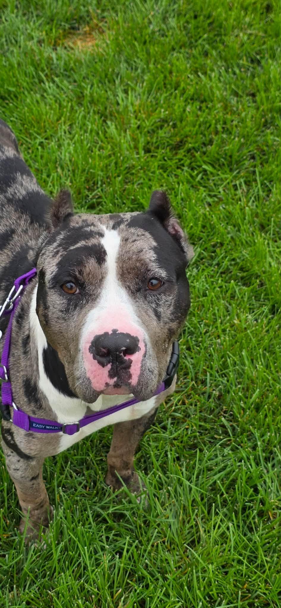 Enlarge Brie, a Adoptable mixed breed in Janesville, WI image 4/6