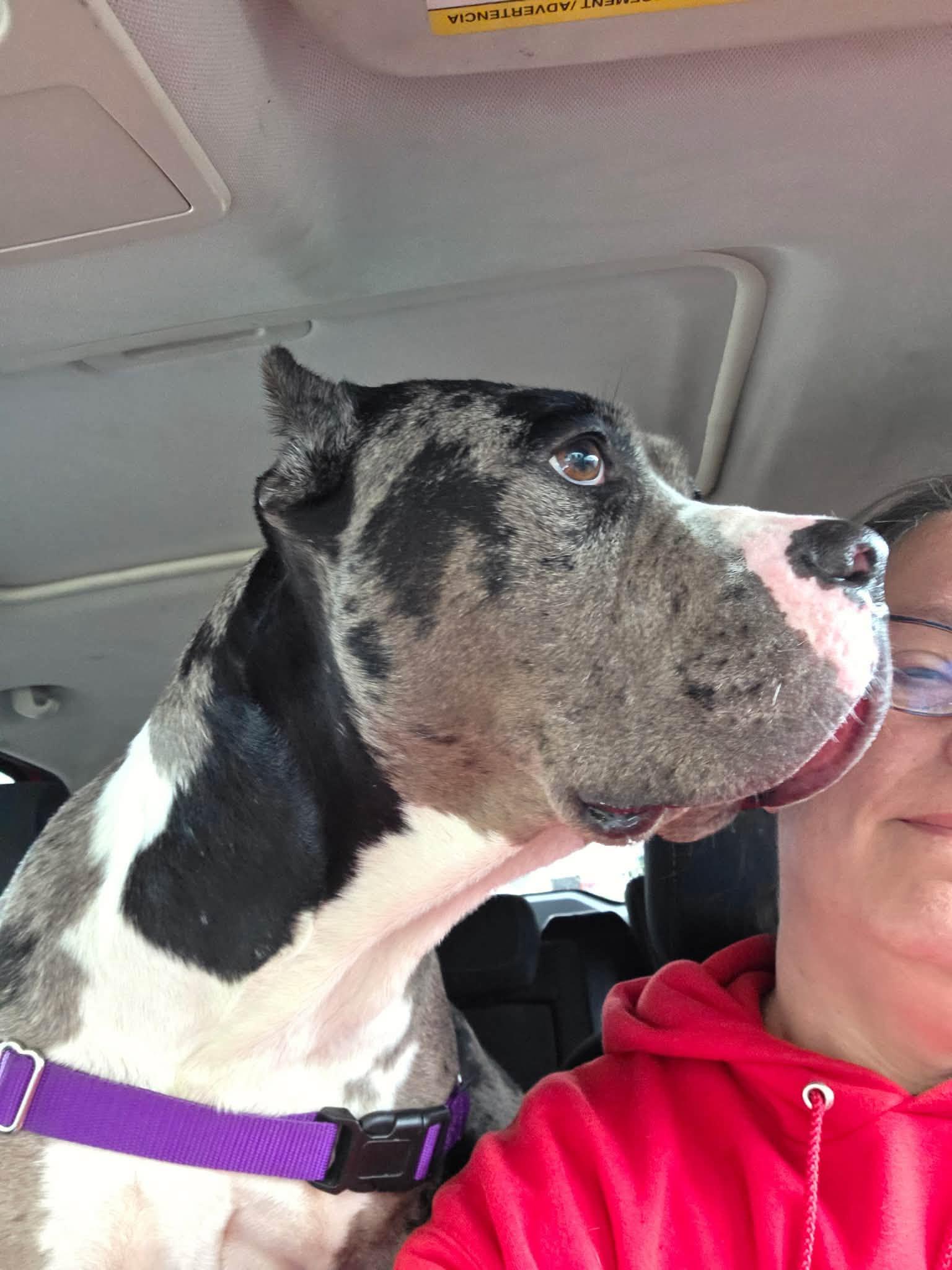 Enlarge Brie, a Adoptable mixed breed in Janesville, WI image 3/6