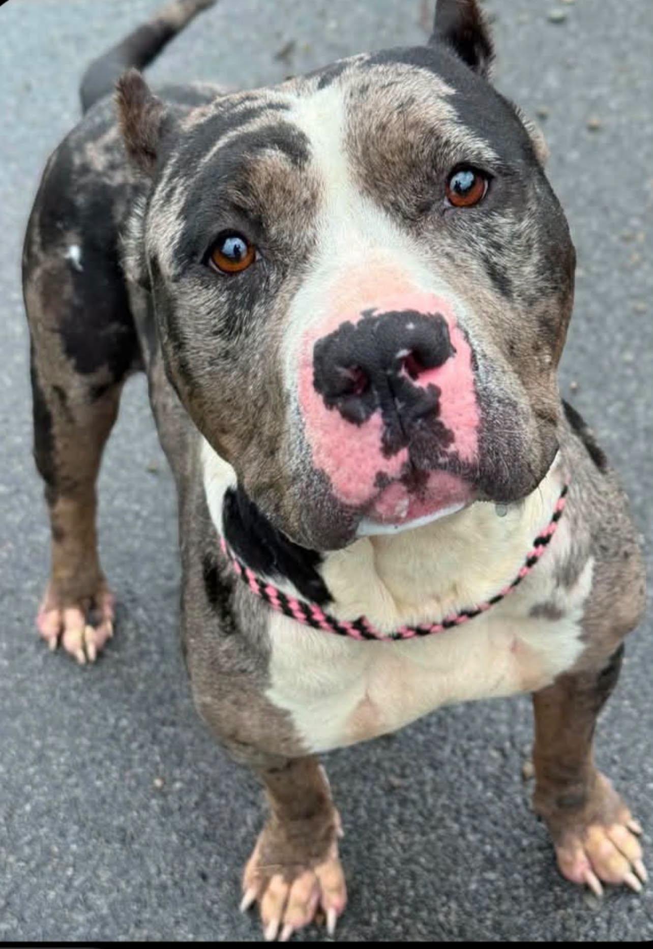 Brie, Adoptable, Adult Female American Staffordshire Terrier & Catahoula Leopard Dog.
