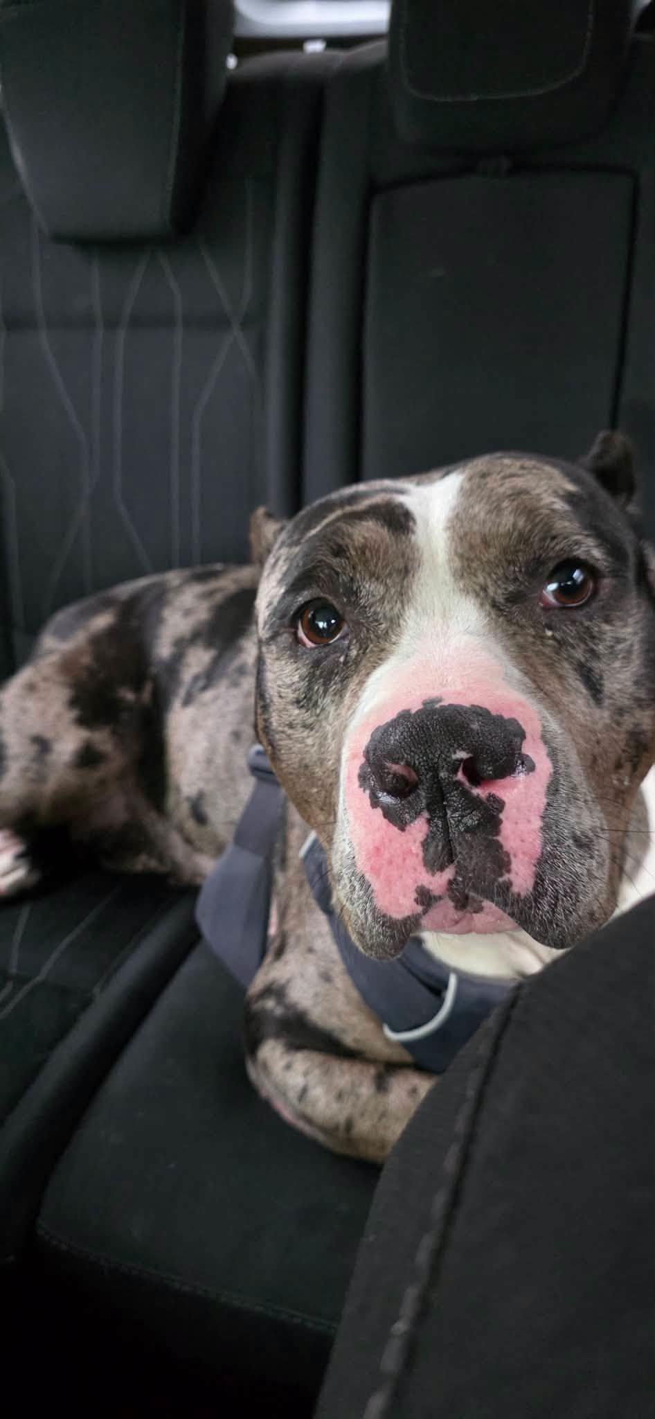 Enlarge Brie, a Adoptable mixed breed in Janesville, WI image 2/6