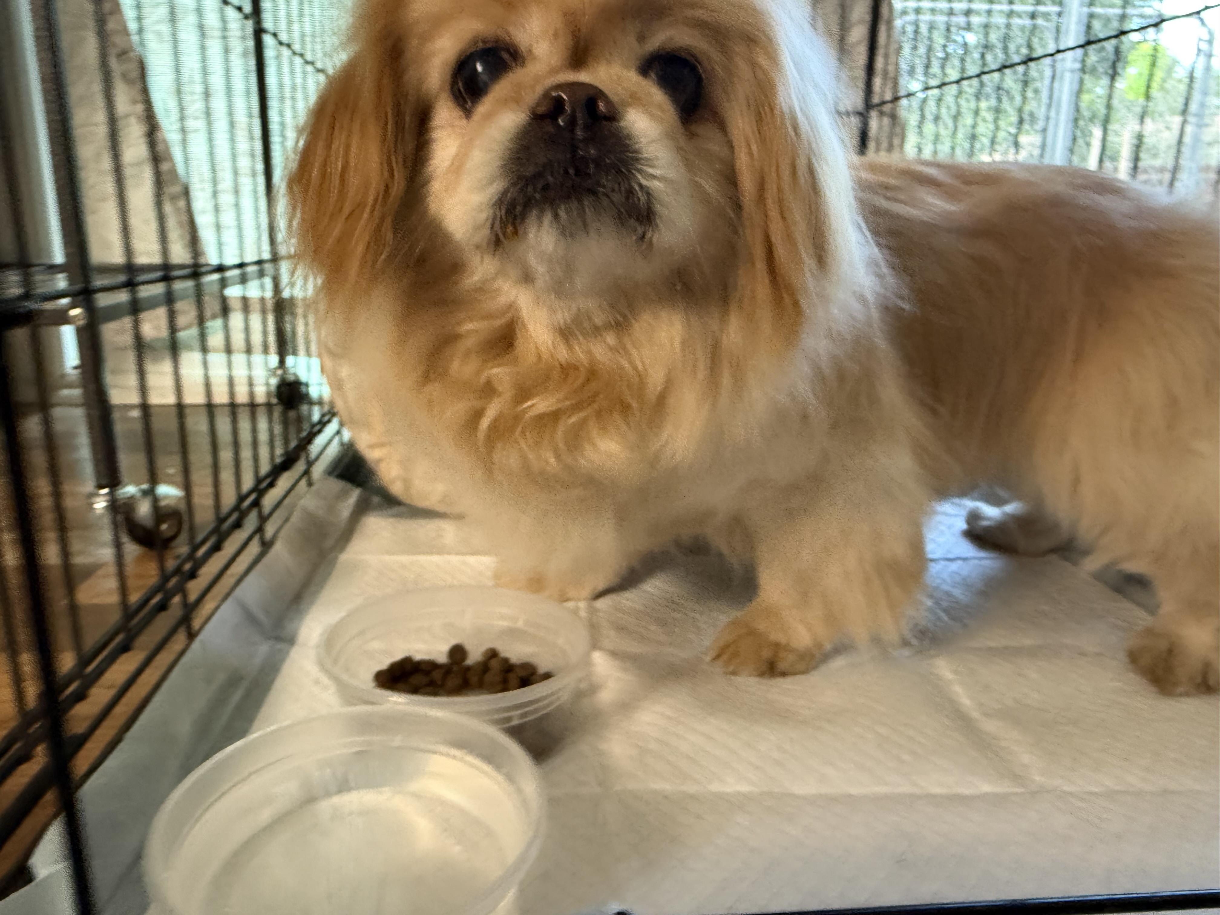 Amber, a ADOPTABLE Pekingese in Littleton, CO image 1/2