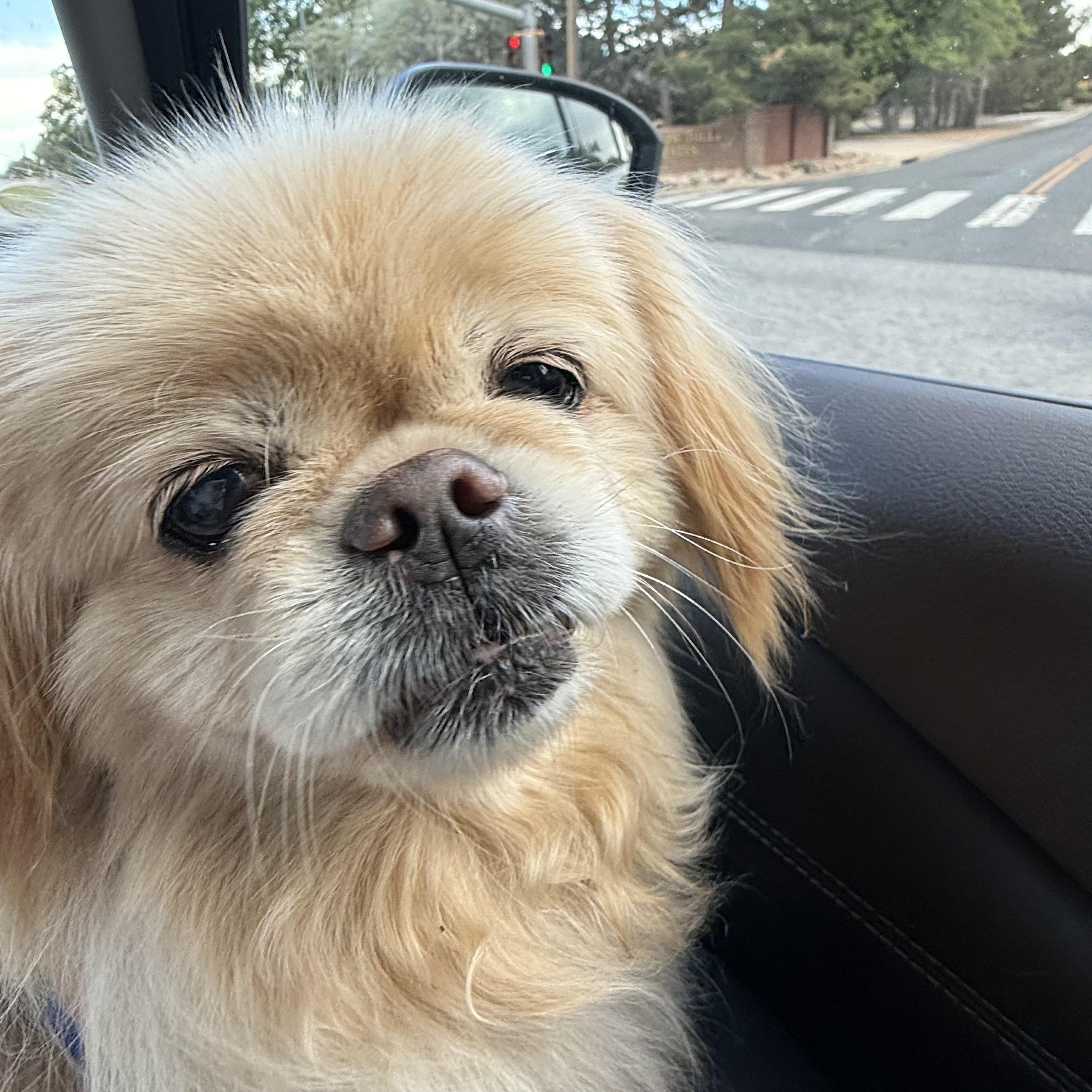Amber, a ADOPTABLE Pekingese in Littleton, CO image 2/2