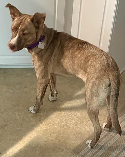 Enlarge Rory, a Adoptable mixed breed in Durham, NC image 4/5