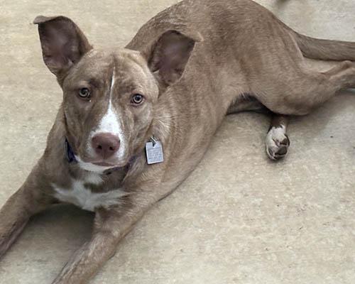 Enlarge Rory, a Adoptable mixed breed in Durham, NC image 3/5