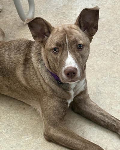 Enlarge Rory, a Adoptable mixed breed in Durham, NC image 2/5