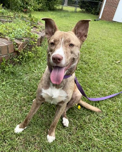 Enlarge Rory, a Adoptable mixed breed in Durham, NC image 5/5
