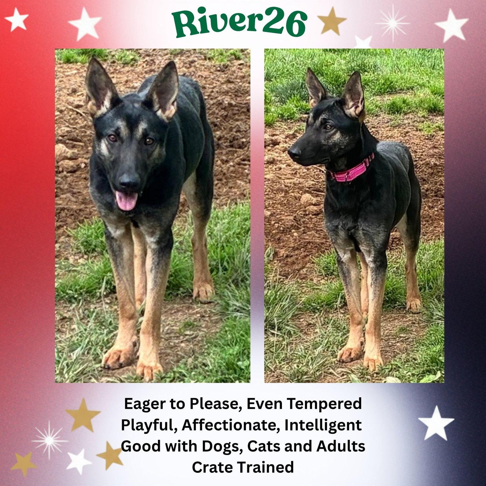 RiverVA, Adoptable, Adult Female German Shepherd Dog.