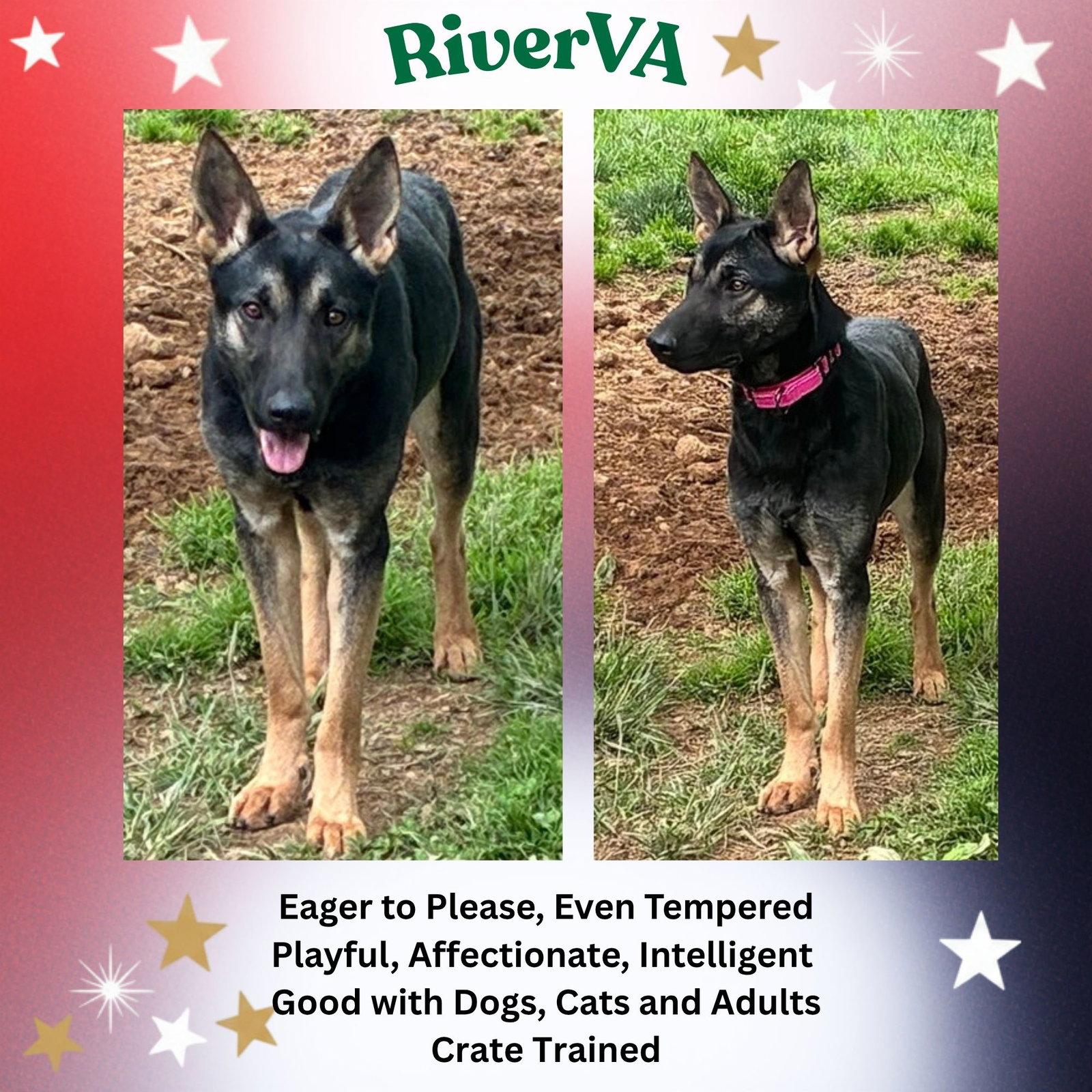 RiverVA, a Adoptable German Shepherd Dog in Baltimore, MD image 1/3