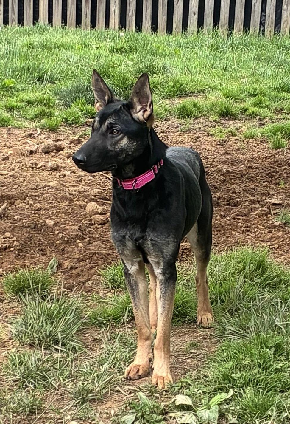 Enlarge RiverVA, a Adoptable German Shepherd Dog in Baltimore, MD image 2/3
