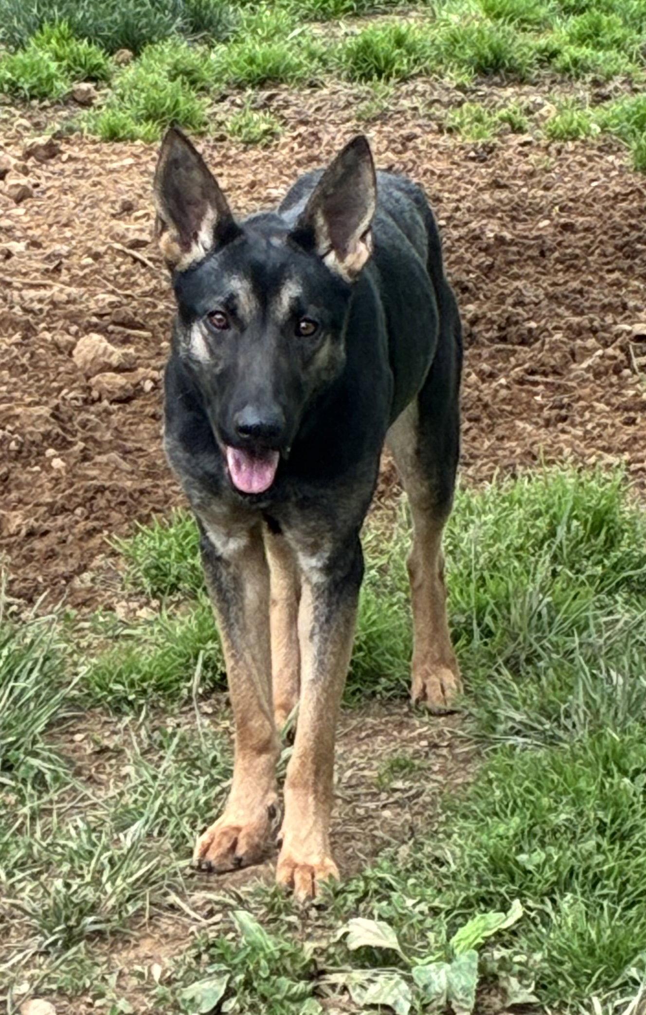 Enlarge RiverVA, a Adoptable German Shepherd Dog in Baltimore, MD image 3/3