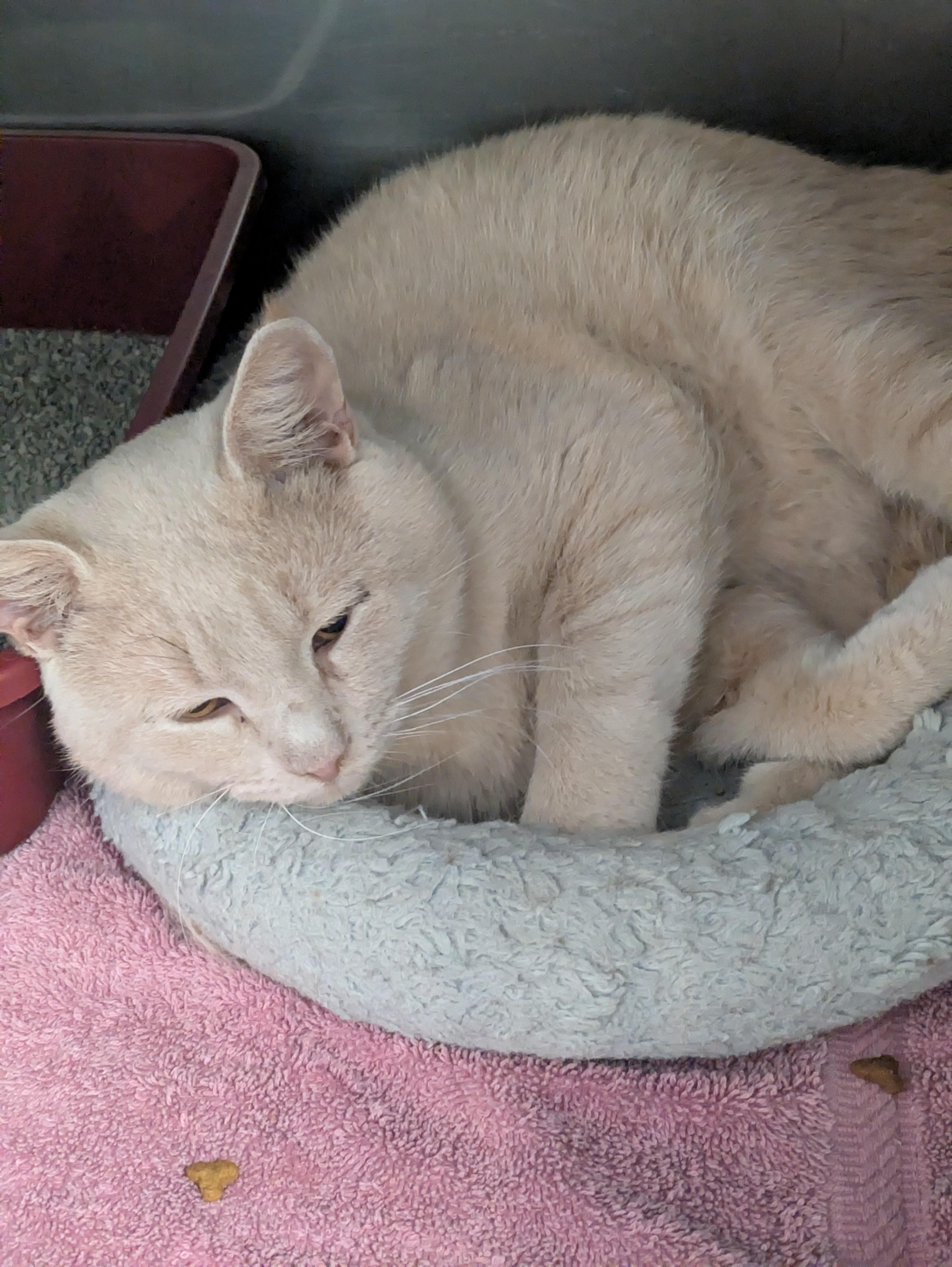 Bob the Builder, adopted, Adult Male Domestic Short Hair.