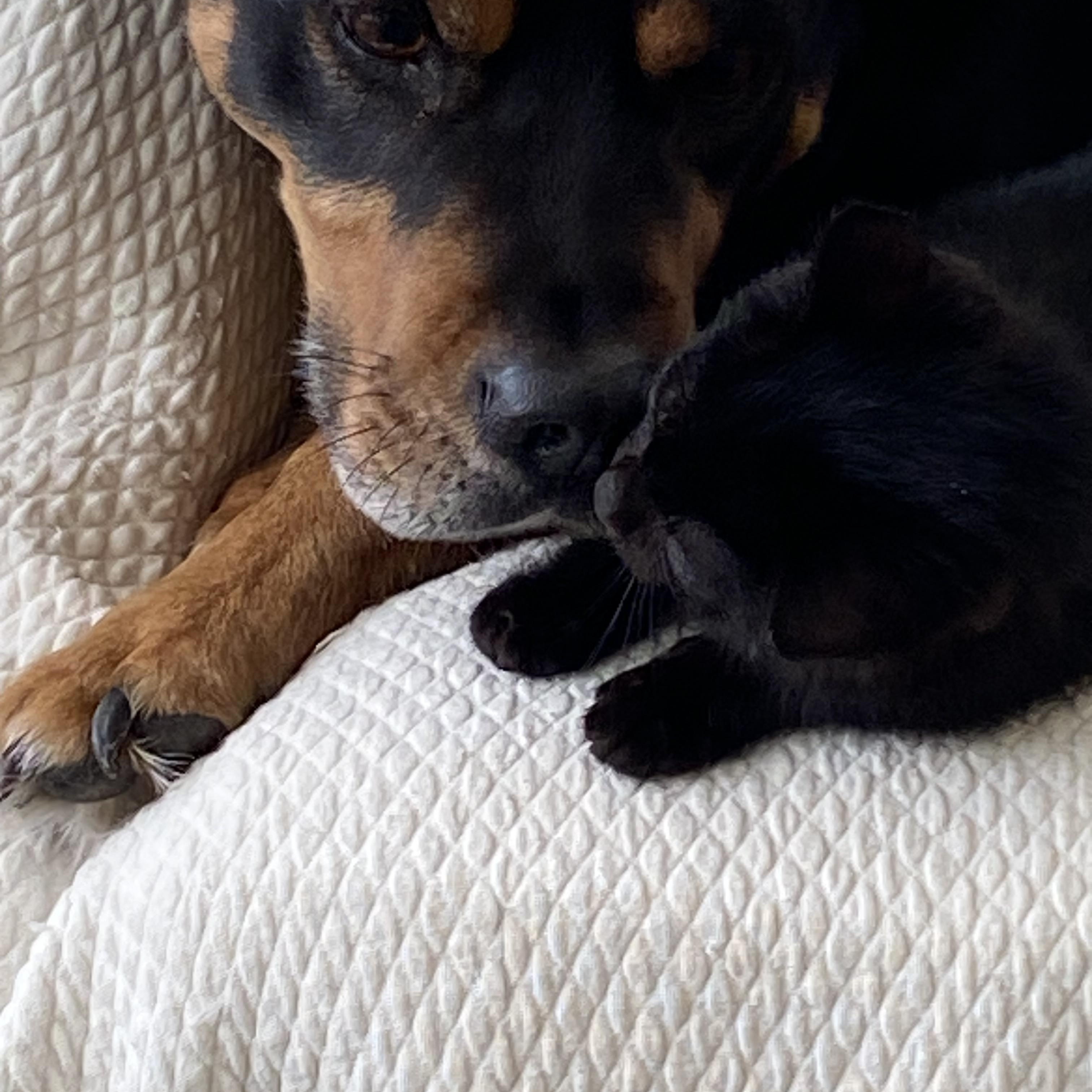 Jani, an adopted Domestic Short Hair in Lapeer, MI image 2/4