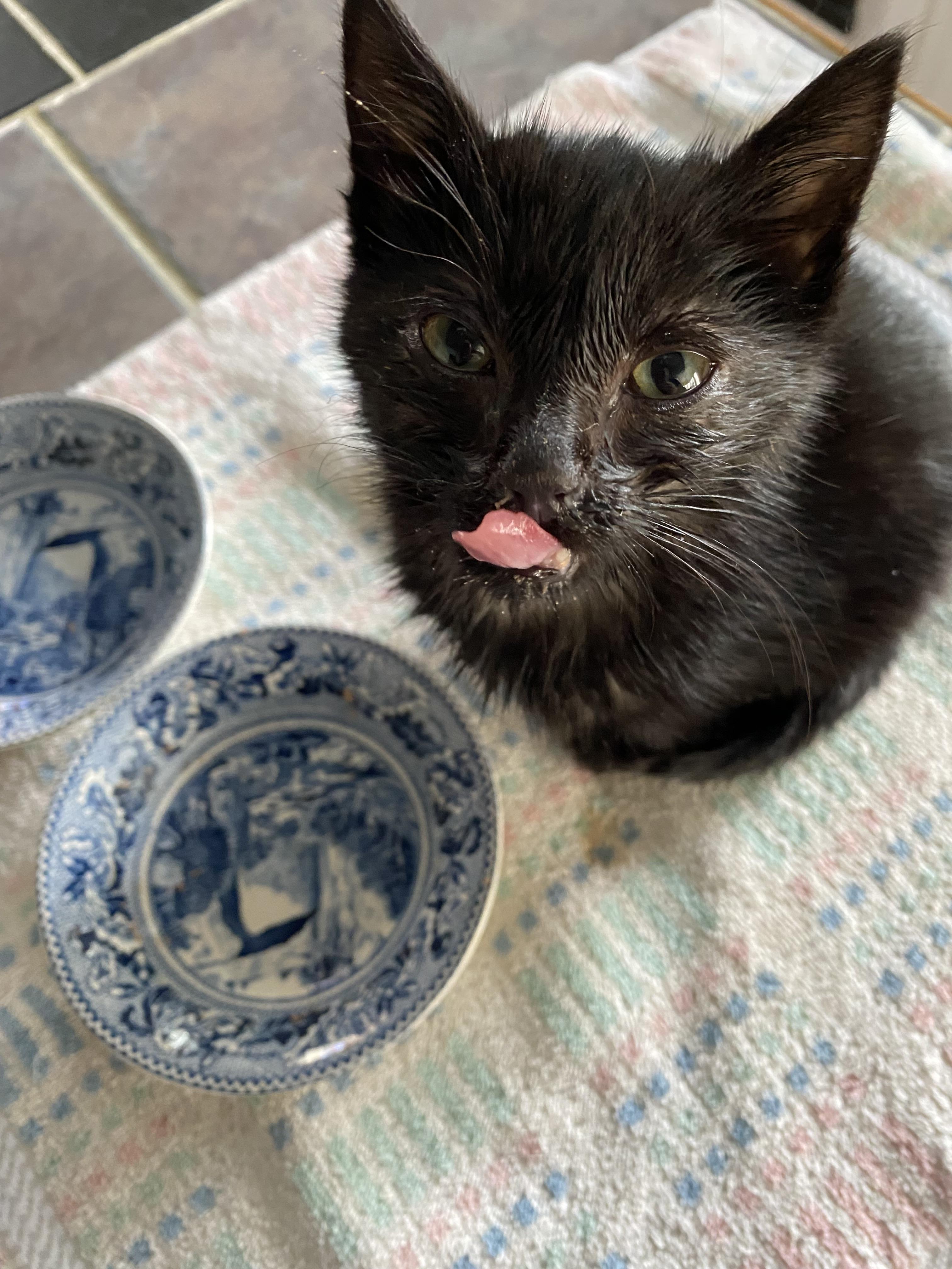 Jani, an adopted Domestic Short Hair in Lapeer, MI image 4/4