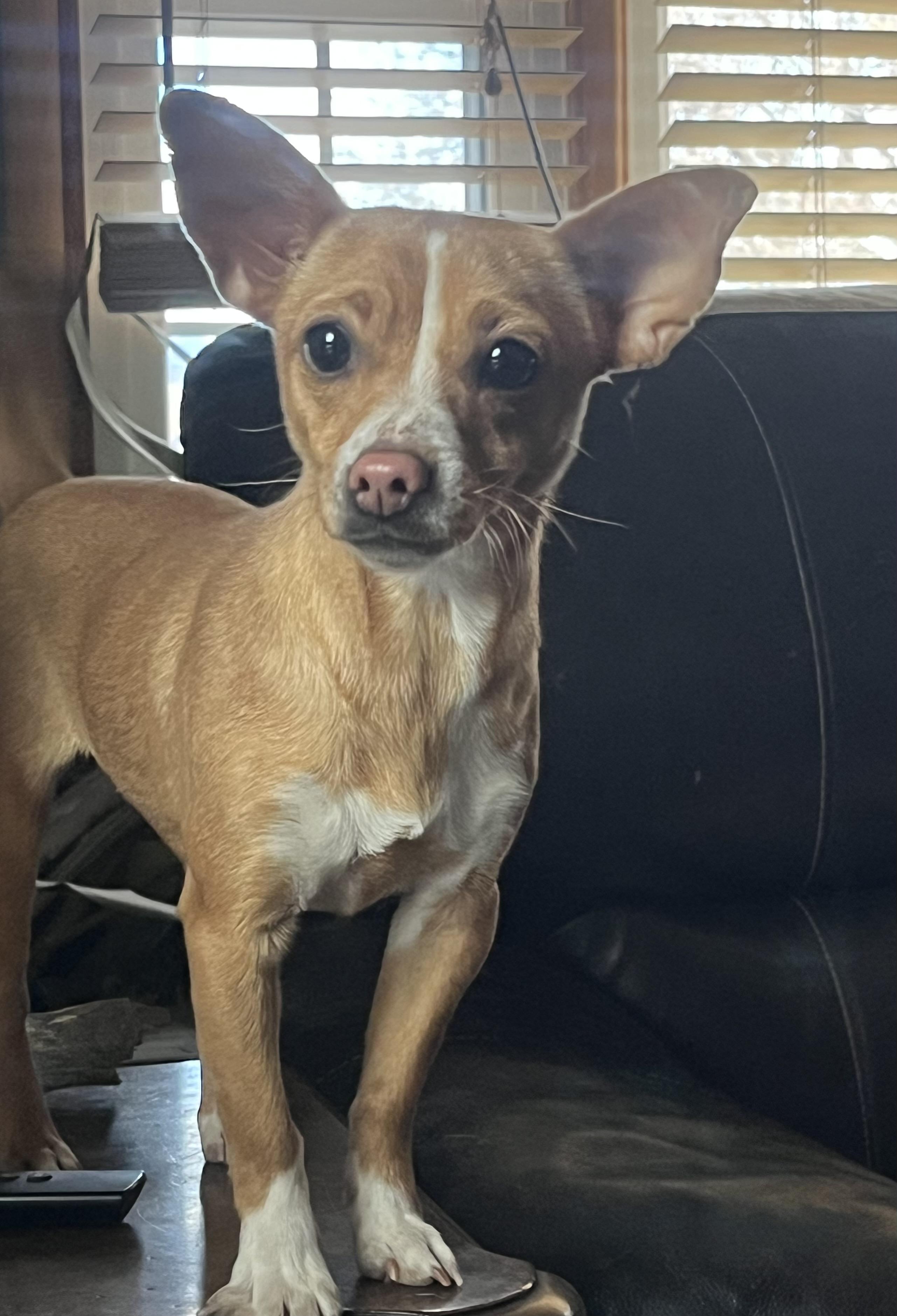 Enlarge Pawla, a Adoptable Chihuahua in Longmont, CO image 2/3