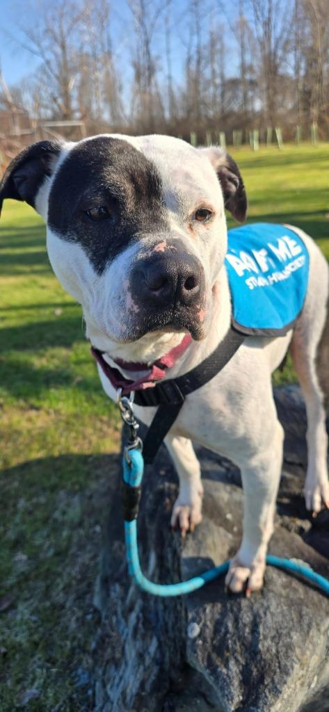 Enlarge Dee Dee Ramone, a Adoptable mixed breed in Waverly, NY image 1/6