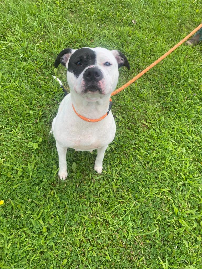 Dee Dee Ramone, a Adoptable mixed breed in Waverly, NY image 2/6