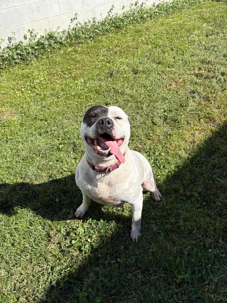 Enlarge Dee Dee Ramone, a Adoptable mixed breed in Waverly, NY image 5/6