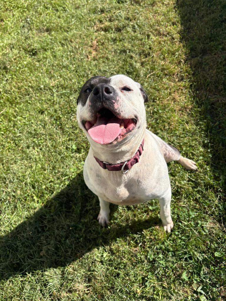 Enlarge Dee Dee Ramone, a Adoptable mixed breed in Waverly, NY image 3/6