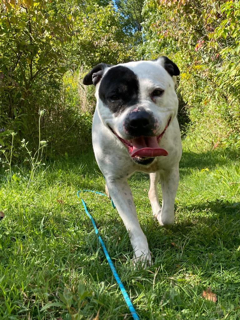 Dee Dee Ramone, a Adoptable mixed breed in Waverly, NY image 4/6