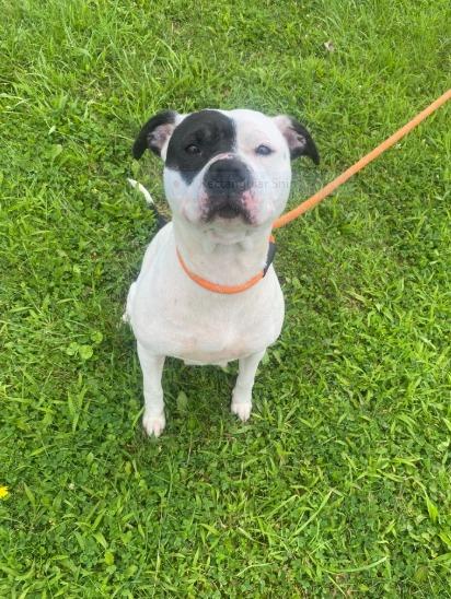 Dee Dee Ramone, a Adoptable mixed breed in Waverly, NY image 6/6