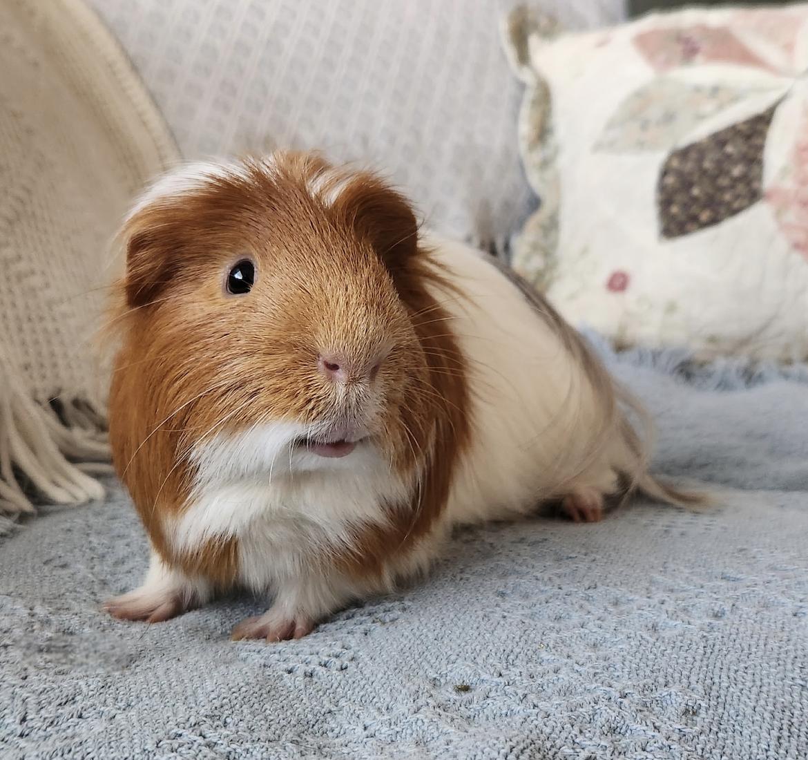 Rosie & Zippy, a ADOPTABLE Guinea Pig in Minneapolis, MN image 2/3
