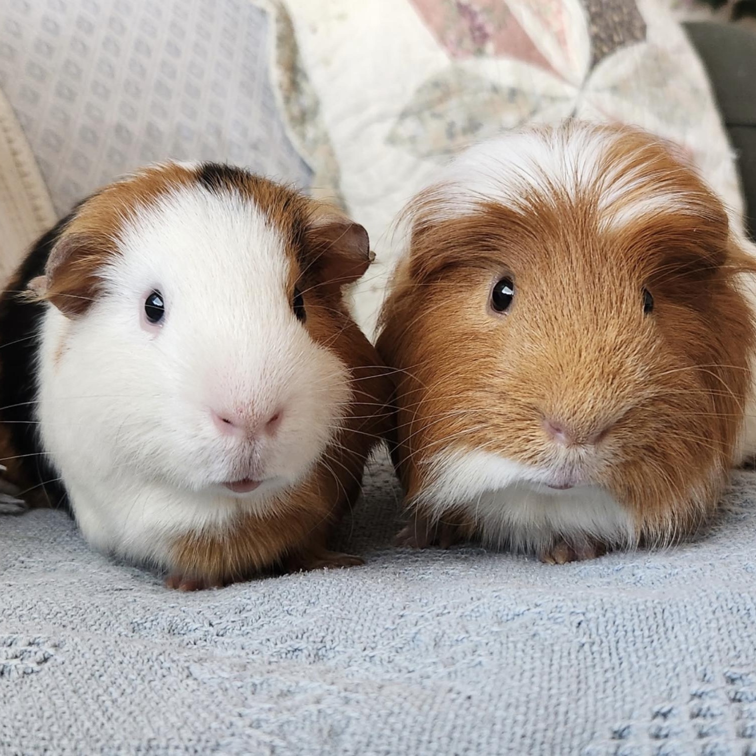 Rosie & Zippy, a ADOPTABLE Guinea Pig in Minneapolis, MN image 1/3