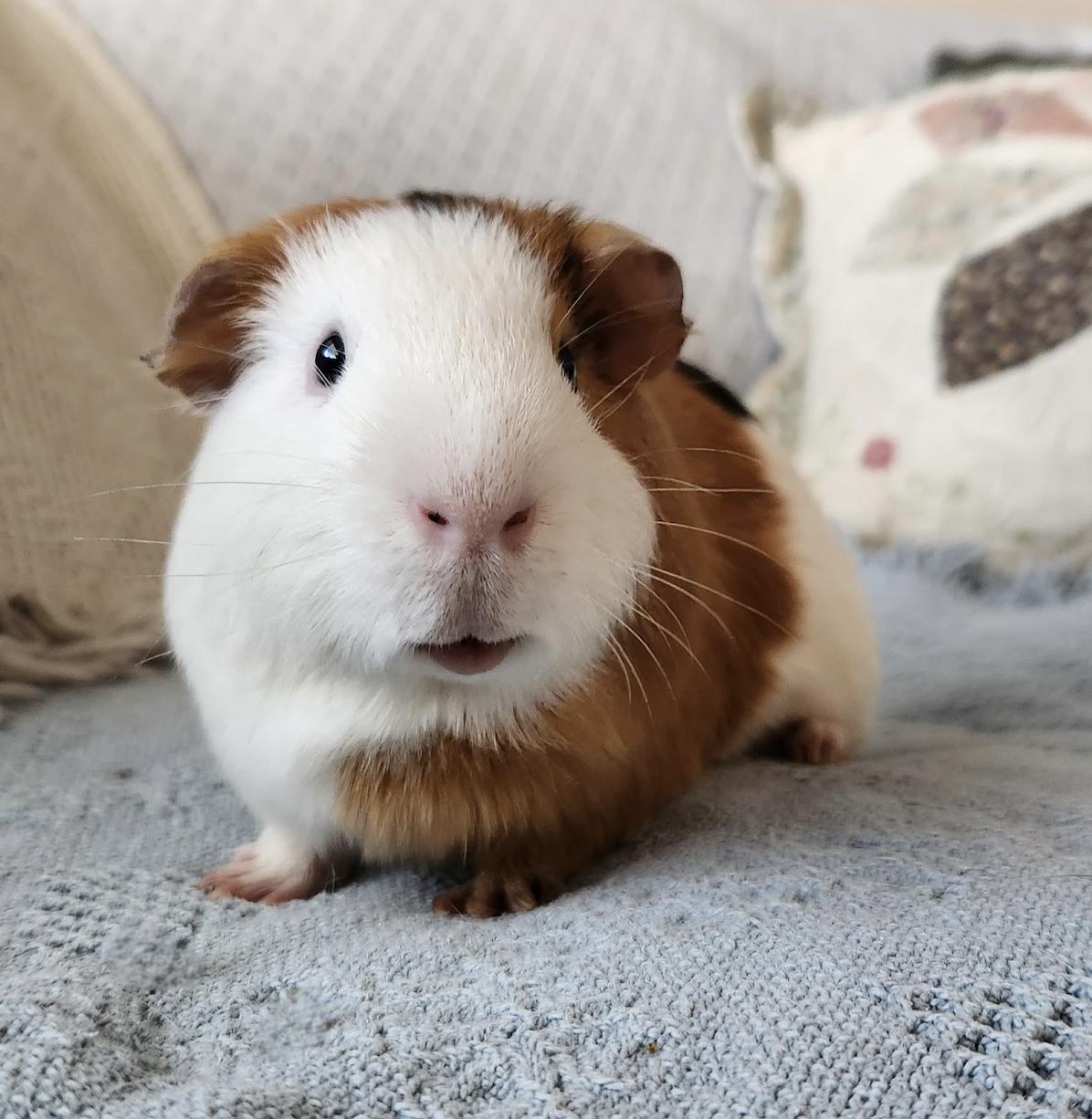 Rosie & Zippy, a ADOPTABLE Guinea Pig in Minneapolis, MN image 3/3