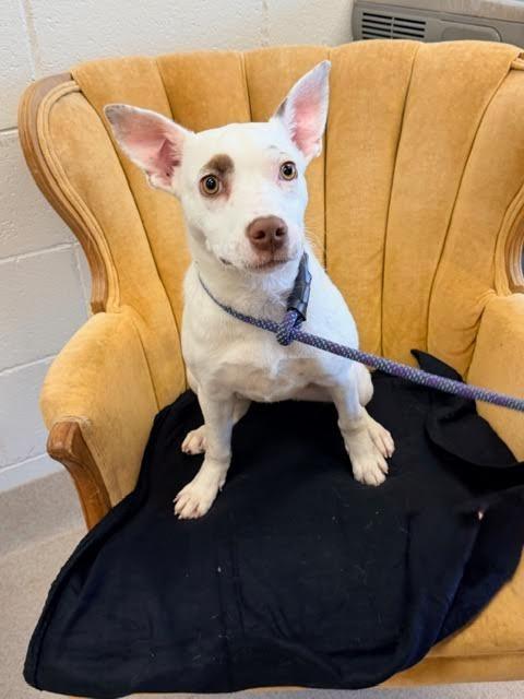 Calista, Adoptable, Puppy Female Terrier.