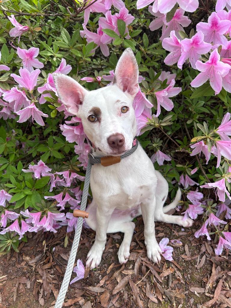 Enlarge Calista, a Adoptable mixed breed in Madison, GA image 2/3