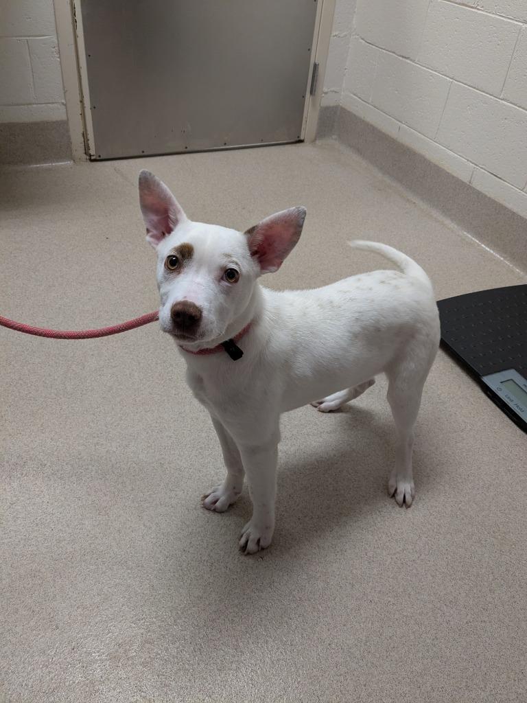 Enlarge Calista, a Adoptable mixed breed in Madison, GA image 3/3