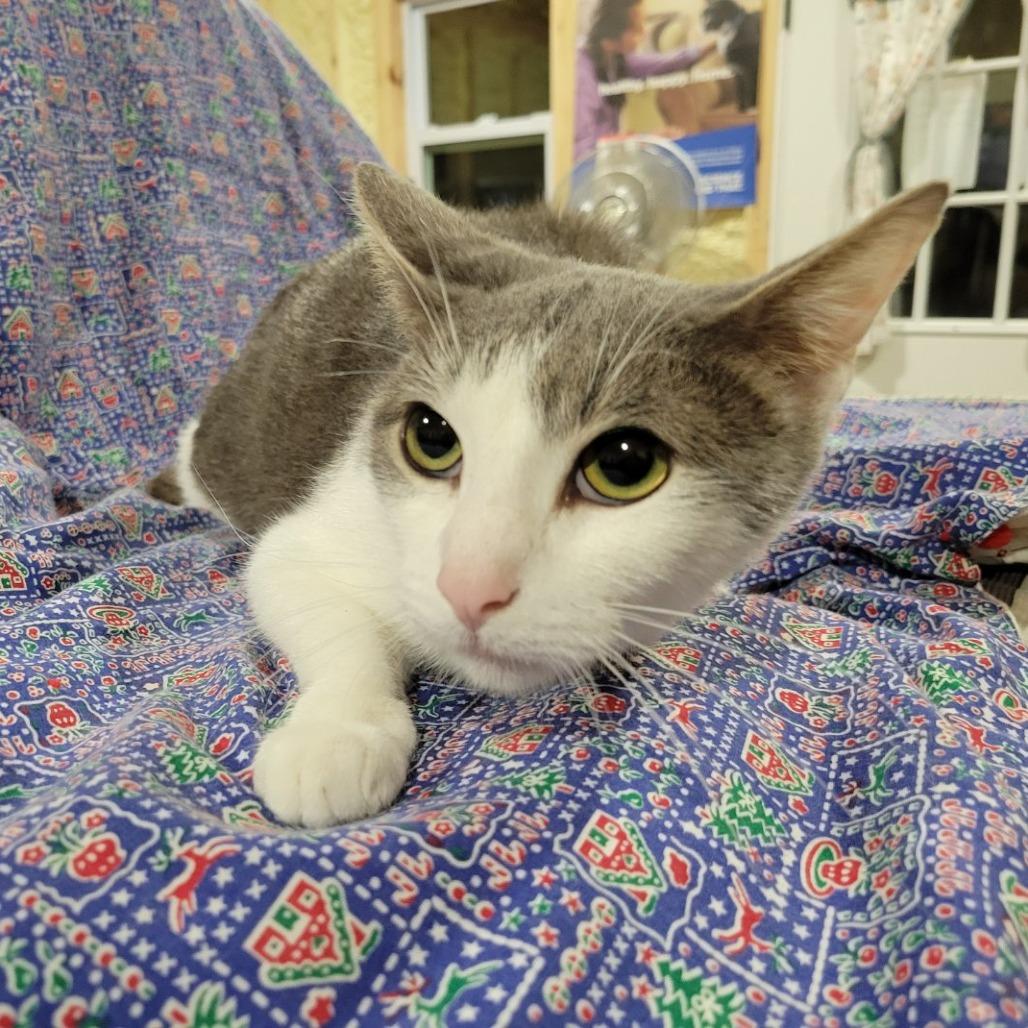 Simba -Sponsored-, Adoptable, Adult Male Domestic Short Hair.