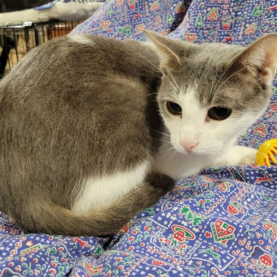 Simba -Sponsored-, a Adoptable Domestic Short Hair in Park Falls, WI image 3/6