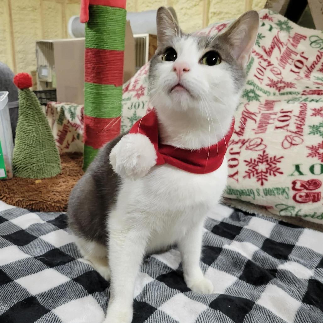 Simba -Sponsored-, a Adoptable Domestic Short Hair in Park Falls, WI image 5/6