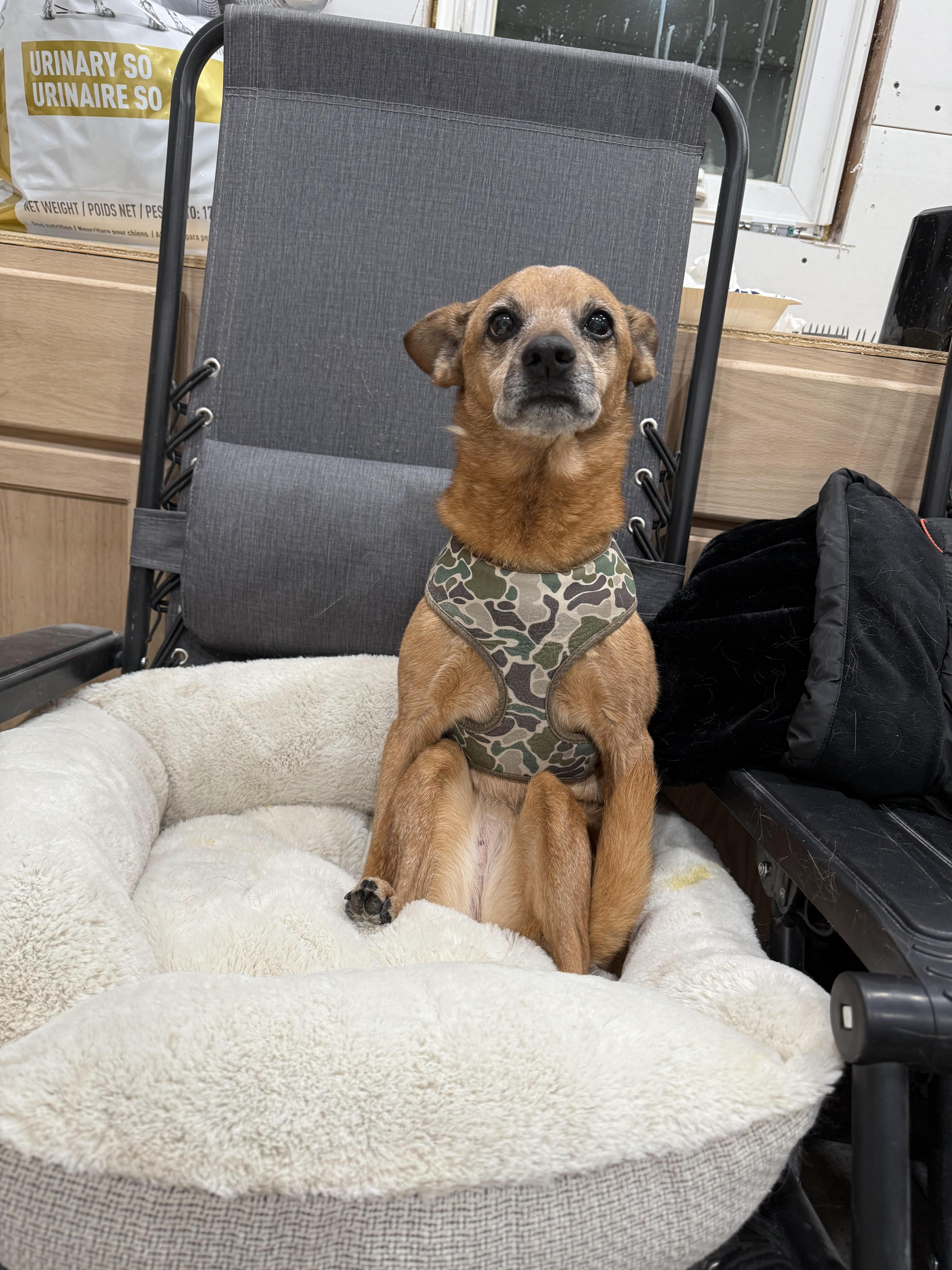 Bindi, ADOPTABLE, Senior Female Rat Terrier.