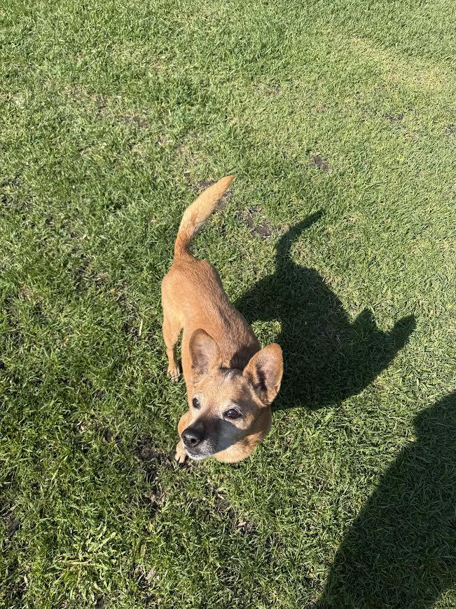 Enlarge Bindi, a ADOPTABLE mixed breed in Fertile, MN image 4/4
