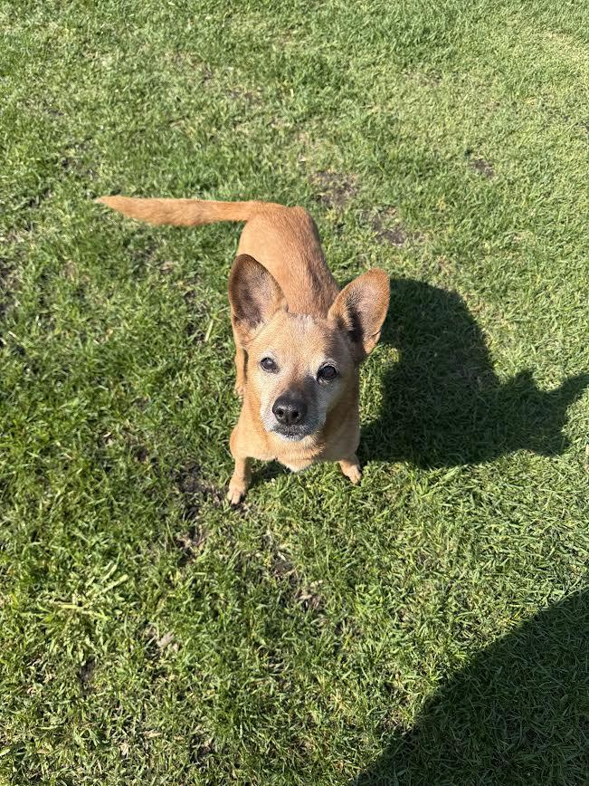 Enlarge Bindi, a ADOPTABLE mixed breed in Fertile, MN image 1/4