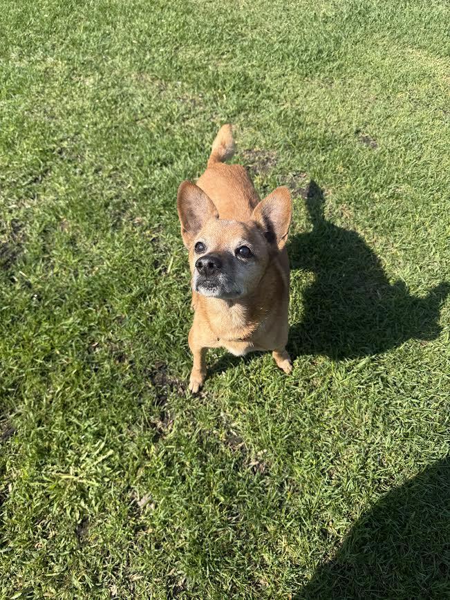 Enlarge Bindi, a ADOPTABLE mixed breed in Fertile, MN image 3/4