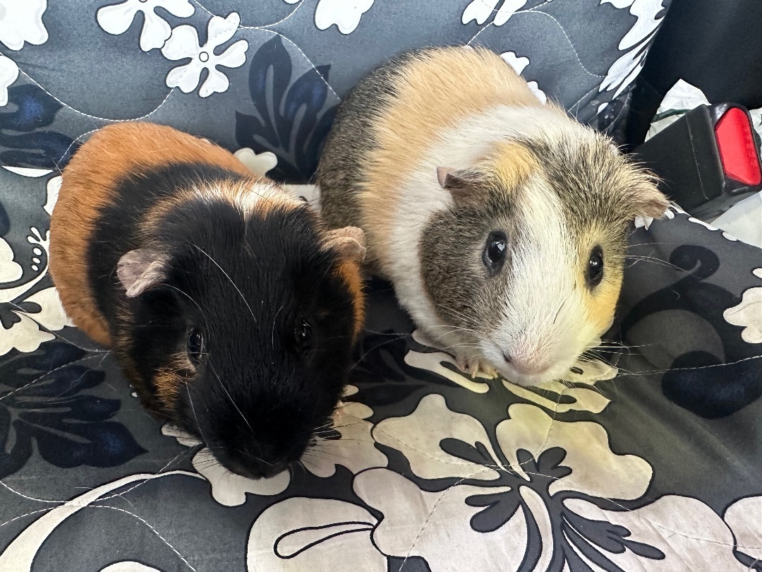 Enlarge Haku+Sora *BONDED*, a Adopted Short-Haired in Olympia, WA image 2/4