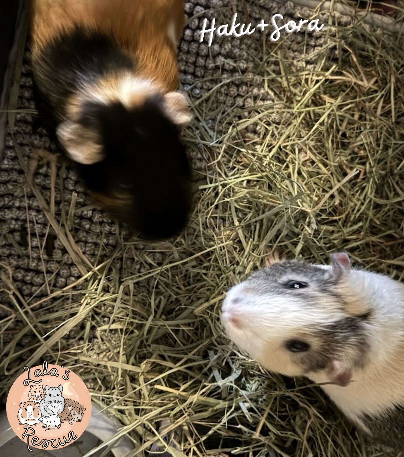 Enlarge Haku+Sora *BONDED*, a Adopted Short-Haired in Olympia, WA image 3/4