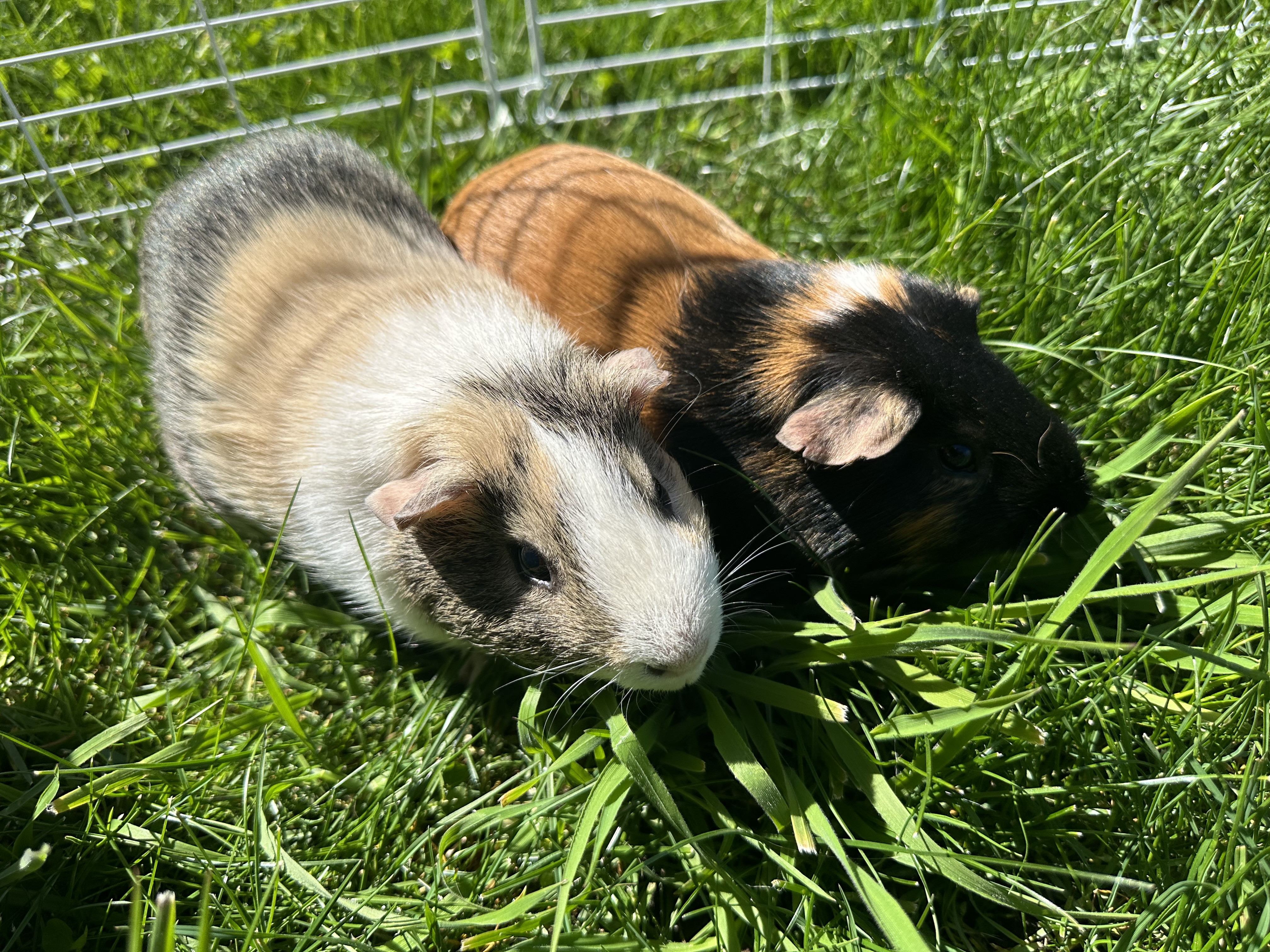 Enlarge Haku+Sora *BONDED*, a Adopted Short-Haired in Olympia, WA image 4/4