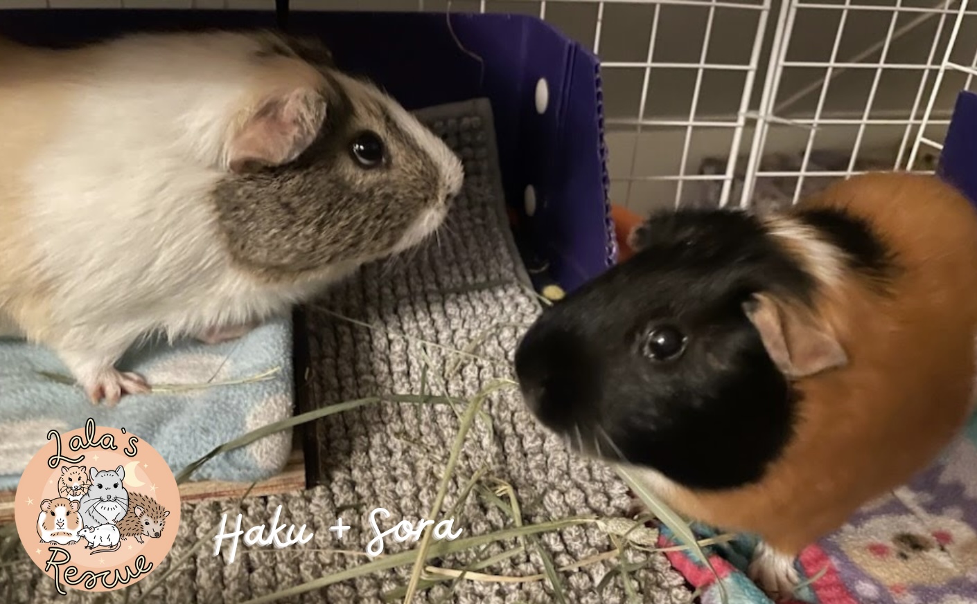 Haku+Sora *BONDED*, Adopted, Adult Male Short-Haired.