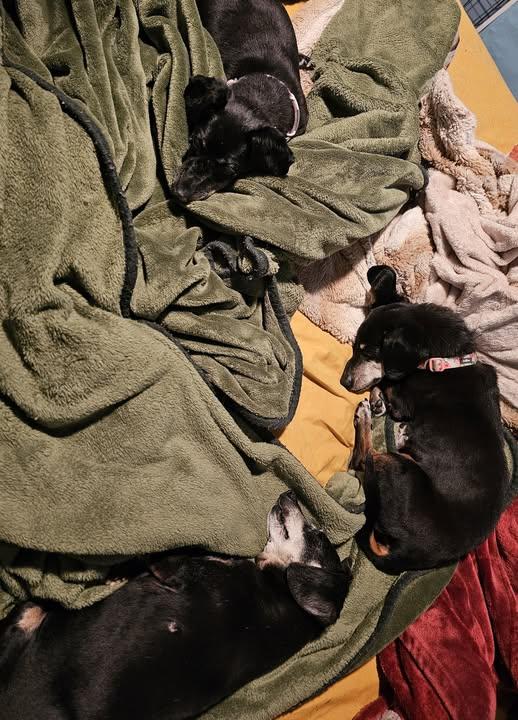 Abby and Violet, Adoptable, Senior Female Dachshund.